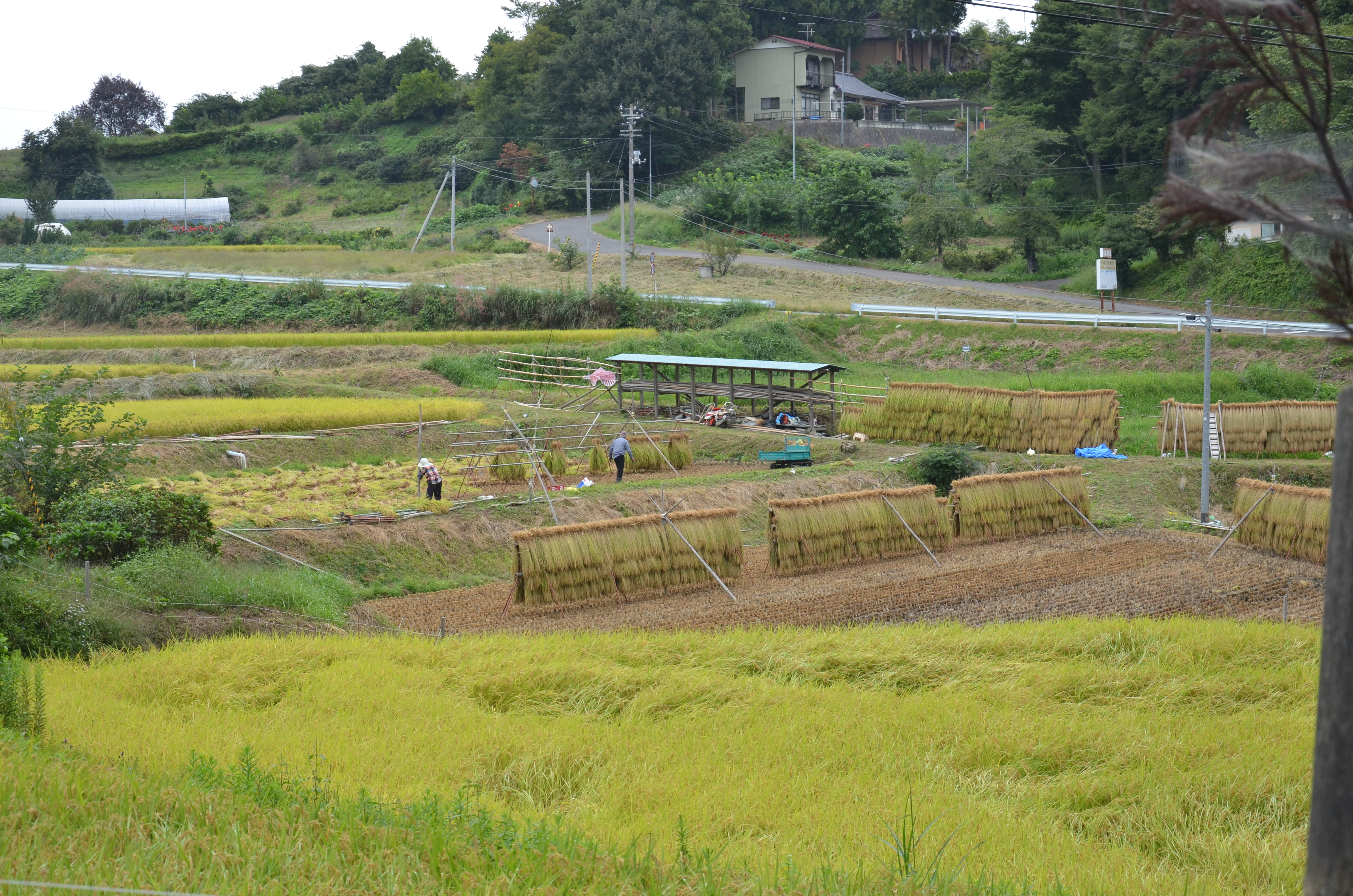 El campo amarillo de ARROZ en Japón, un símbolo del otoño 【español】